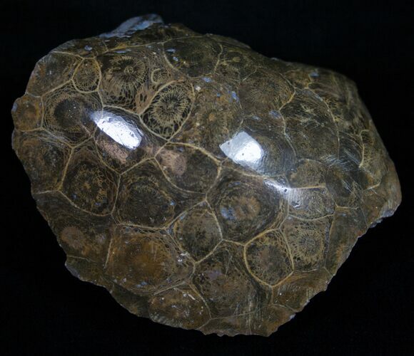 Polished Fossil Coral Head - Very Detailed #10393